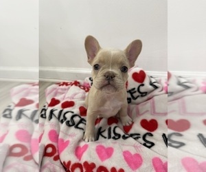 Medium French Bulldog