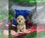 Small #16 YorkiePoo
