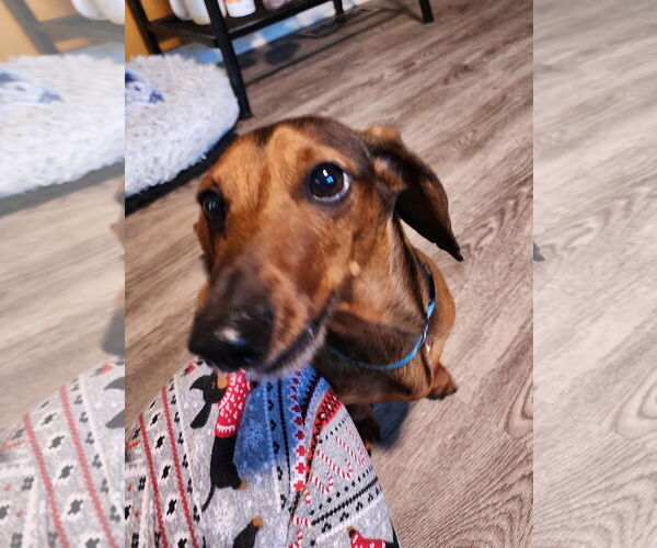 Medium Photo #8 Dachshund Puppy For Sale in Shelbyville, TN, USA