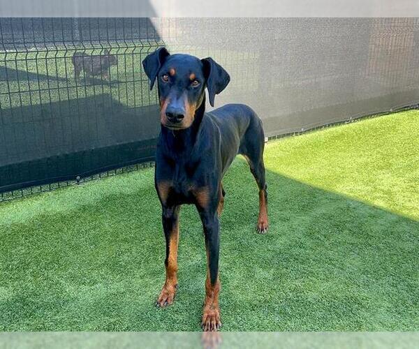 Medium Photo #1 Doberman Pinscher Puppy For Sale in Orange, CA, USA