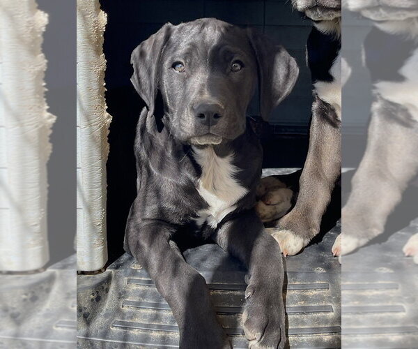 Medium Photo #4 Boxador Puppy For Sale in Bolivar, MO, USA