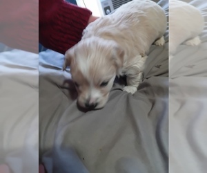 Maltipoo Puppy for sale in SEVEN SPRINGS, NC, USA