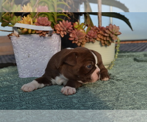 Boston Terrier Puppy for sale in GREENWOOD, WI, USA