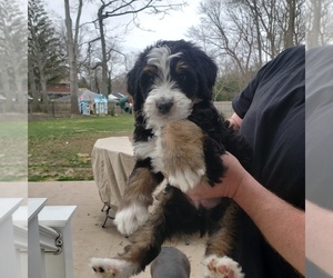 Bernedoodle Puppy for sale in NESCONSET, NY, USA