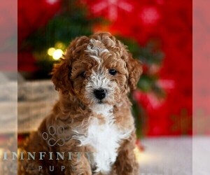 Poodle (Miniature) Puppy for sale in MILL HALL, PA, USA