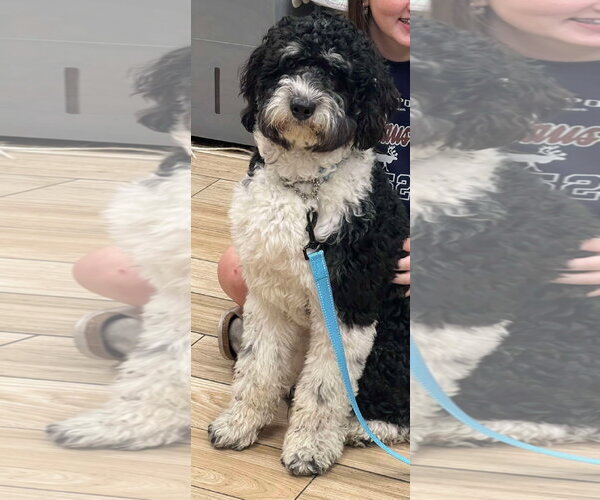 Medium Photo #1 Bernedoodle Puppy For Sale in Valrico, FL, USA