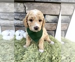 Puppy 5 Goldendoodle