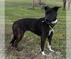 Mutt Dogs for adoption in Brooklyn Center, MN, USA