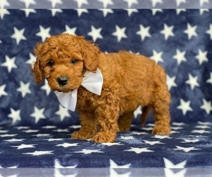 Cavapoo Puppy for sale in LANCASTER, PA, USA