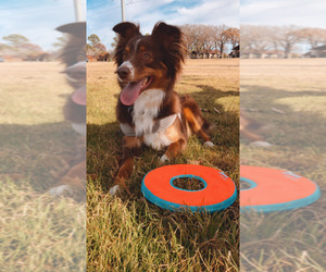 Mother of the Miniature Australian Shepherd puppies born on 04/15/2026
