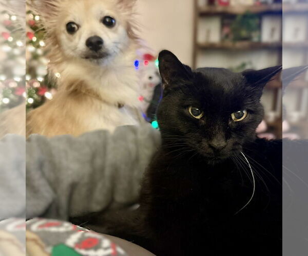 Medium Photo #9 Pomeranian-Unknown Mix Puppy For Sale in Fargo, ND, USA