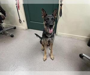 German Shepherd Dog Dogs for adoption in Pasadena, CA, USA