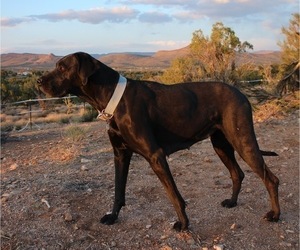 Mother of the Great Pyredane puppies born on 04/11/2025