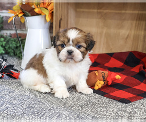 Shih Tzu Puppy for sale in SYRACUSE, IN, USA