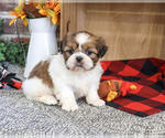 Jake - Male Shih Tzu Puppy for Sale - Small photo