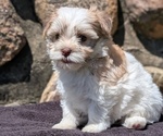 Small #14 Havanese