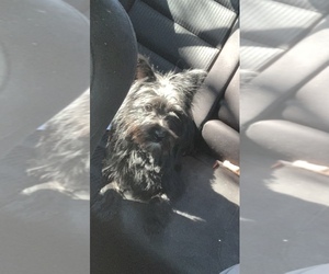 Yoranian Puppy for sale in EAST WINDSOR, NJ, USA