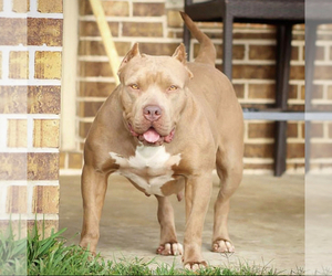 Mother of the American Bully puppies born on 09/07/2022