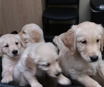 Small Photo #4 Golden Retriever Puppy For Sale in CITRUS HEIGHTS, CA, USA