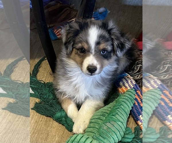 Medium Photo #1 Miniature Australian Shepherd Puppy For Sale in FORT MORGAN, CO, USA