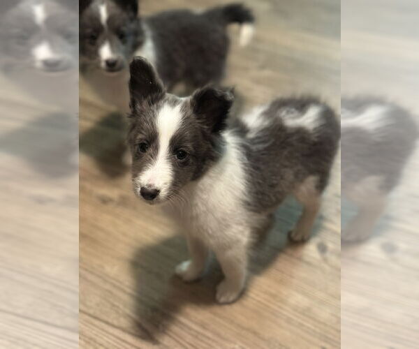 Medium Photo #4 Mutt Puppy For Sale in Newport Beach, CA, USA