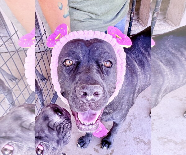 Medium Photo #2 Mutt Puppy For Sale in Goodyear, AZ, USA
