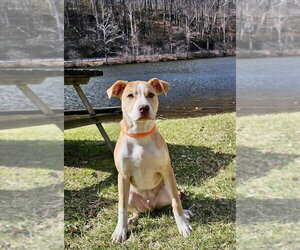 American Pit Bull Terrier-Unknown Mix Dogs for adoption in Rockaway, NJ, USA