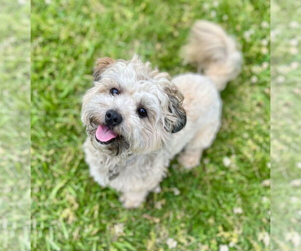 Medium Photo #3 Shih Tzu-Unknown Mix Puppy For Sale in Greensboro, NC, USA