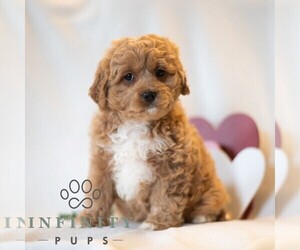 Cavapoo (Miniature) Puppy for sale in DORNSIFE, PA, USA