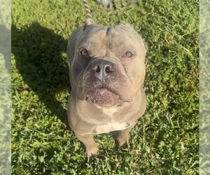 American Staffordshire Terrier Dogs for adoption in Fort Lauderdale, FL, USA