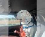 Small Basset Hound Mix