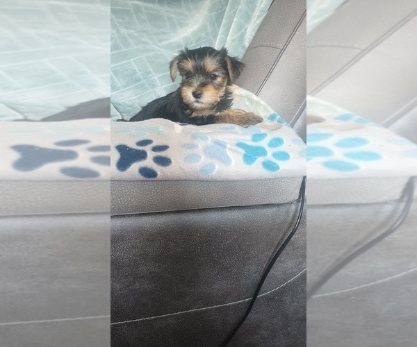 Medium Photo #7 Yorkshire Terrier Puppy For Sale in BENSON, NC, USA