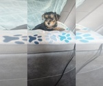 Small #6 Yorkshire Terrier