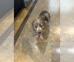 Small Photo #5 F2 Aussiedoodle Puppy For Sale in BUSH, LA, USA