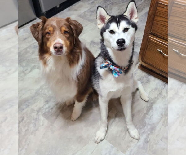 Medium Photo #2 Siberian Husky Puppy For Sale in Columbus, IN, USA