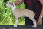 Small Whippet