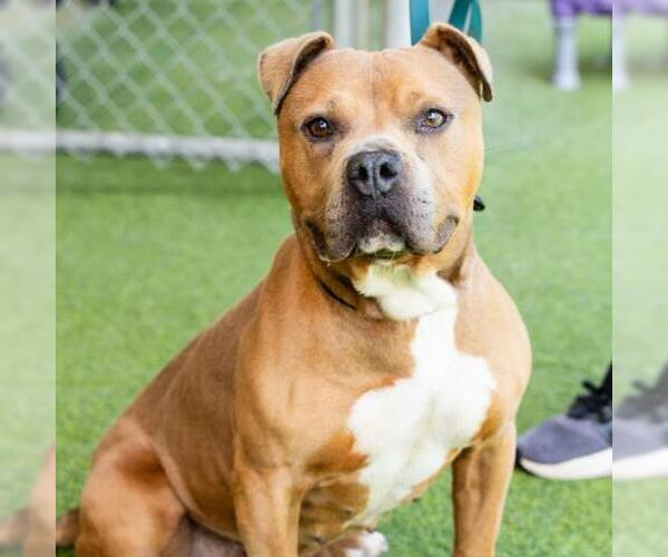 Medium Photo #2 American Pit Bull Terrier Puppy For Sale in Camarillo, CA, USA