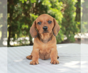 Medium Dachshund