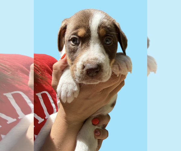 Medium Photo #5 Mutt Puppy For Sale in Rockville, MD, USA