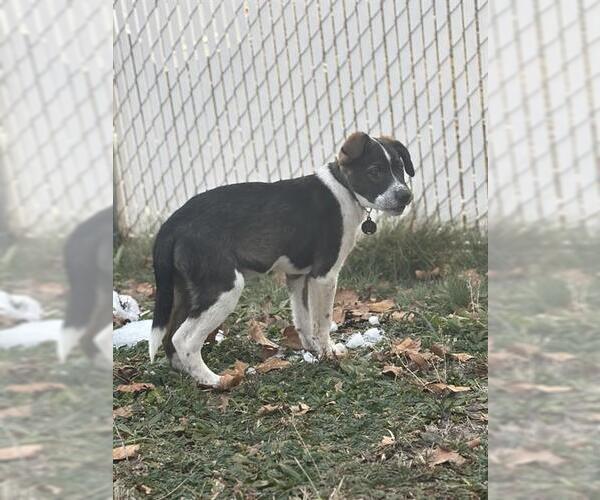 Medium Photo #1 Aussiedor Puppy For Sale in Ogden, UT, USA
