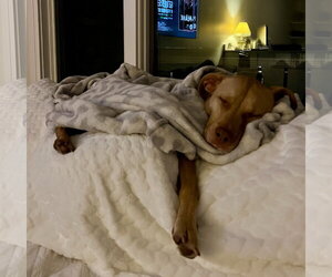 Peanut - Male Mutt Dog for Adoption - Photo #12