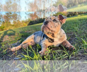 English Bulldog Puppy for sale in DEBARY, FL, USA