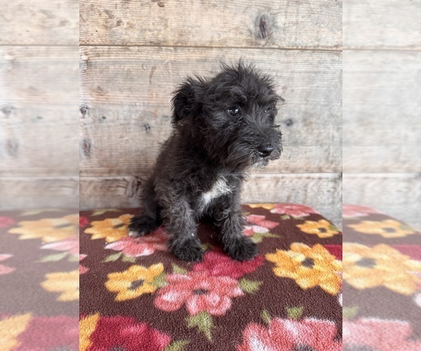 Medium Photo #12 Schnauzer (Miniature) Puppy For Sale in VERMONTVILLE, MI, USA