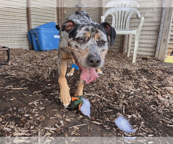 Medium Photo #7 Labrador Retriever-Unknown Mix Puppy For Sale in Rustburg, VA, USA