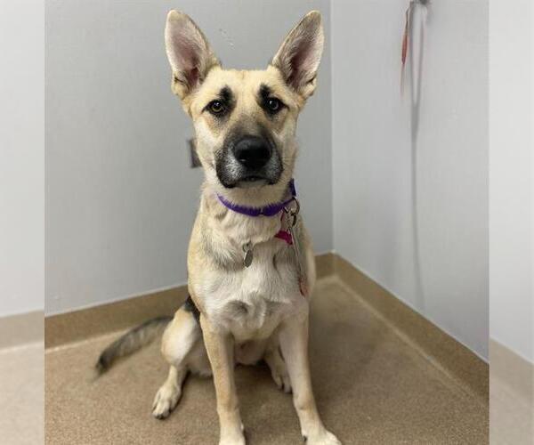 Medium Photo #1 German Shepherd Dog-Unknown Mix Puppy For Sale in Aurora, CO, USA