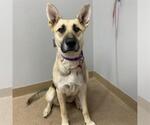 Small German Shepherd Dog Mix