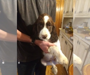 English Springer Spaniel Puppy for sale in BELFAST, NY, USA