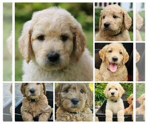 Goldendoodle Litter for sale in KERNERSVILLE, NC, USA