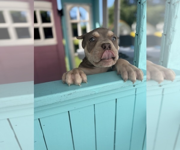 Medium Photo #15 American Bully Puppy For Sale in BROCKTON, MA, USA