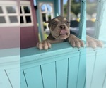 Small #14 American Bully